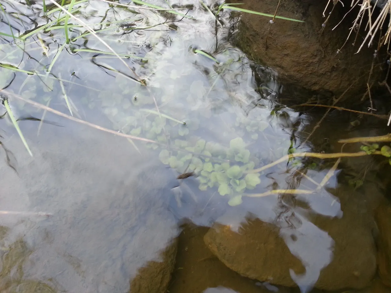watercress2.jpg