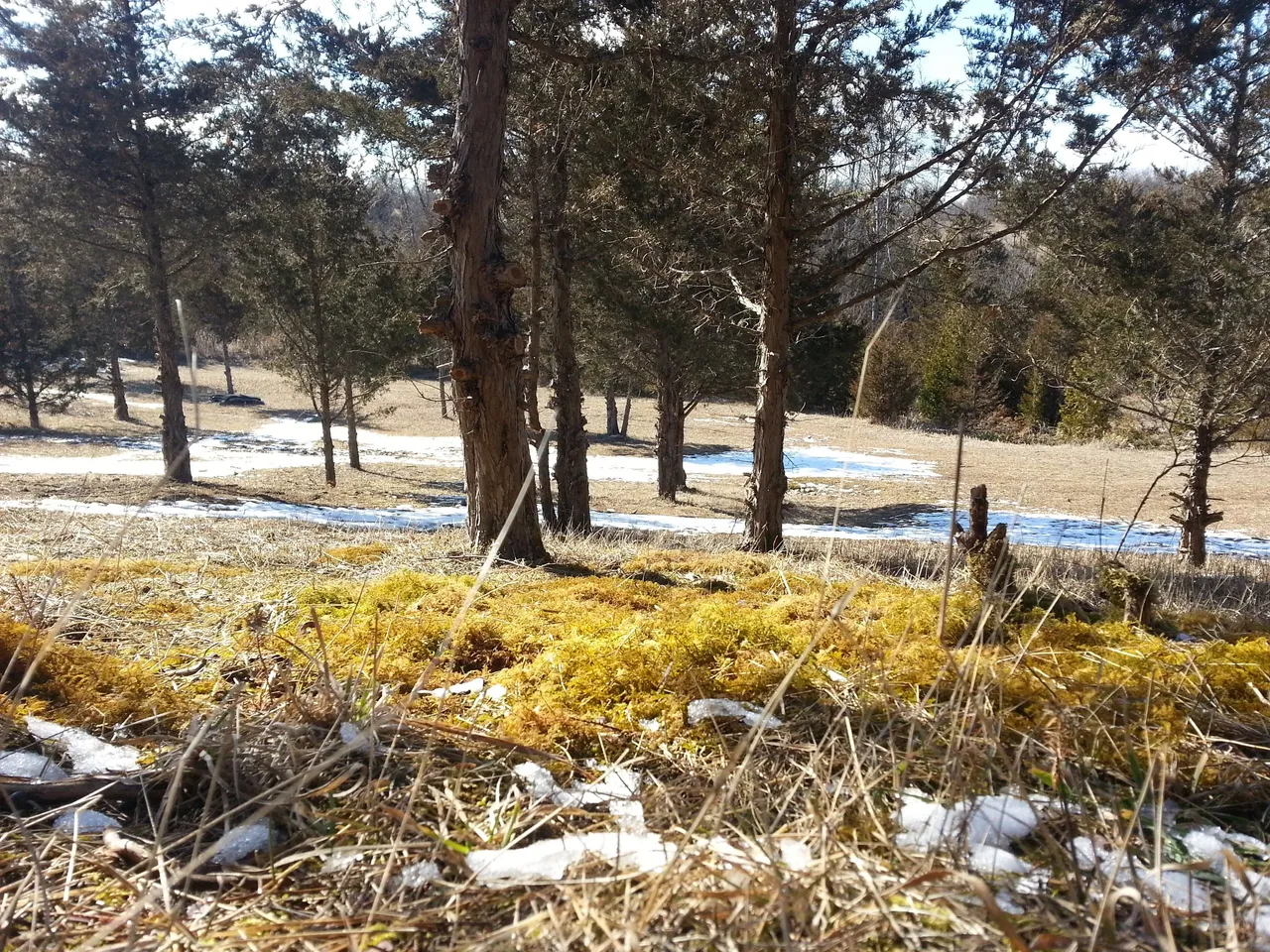 landscaping.jpg