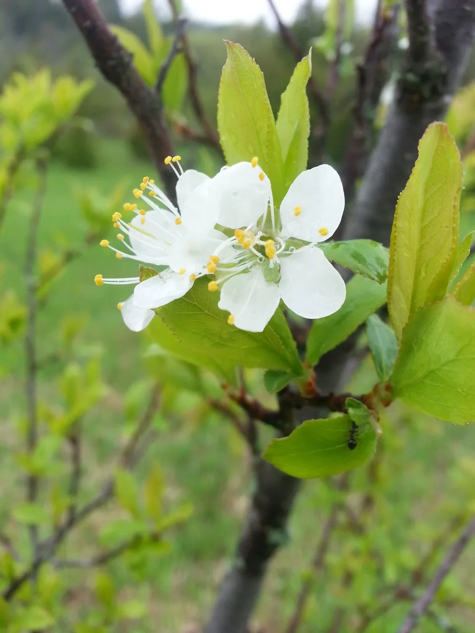 plumblossom.jpg