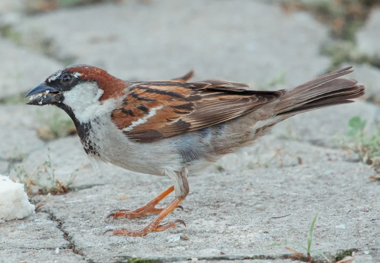 sparrow0908.JPG