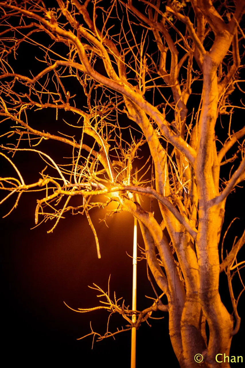 lonely-tree.jpg