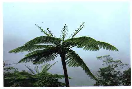 Tree fern.jpg