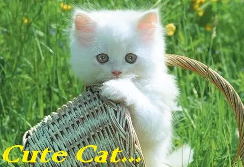 Cute Catt.jpg