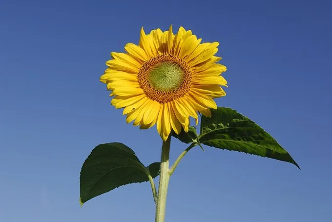 sonnenblume.jpg