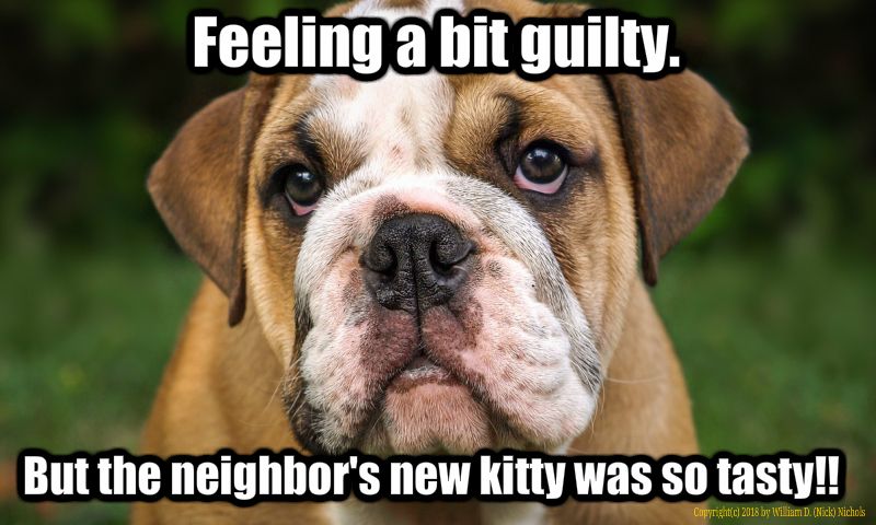 DogGuiltPt2.jpg