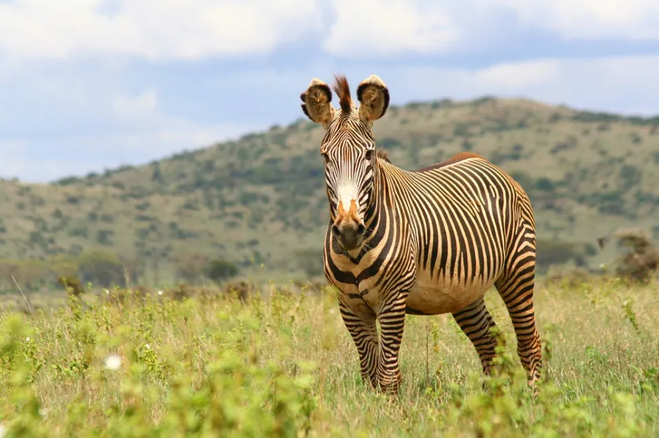 grevy-zebra.jpg