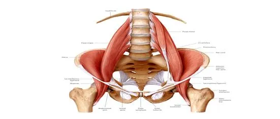 psoas_image.jpg