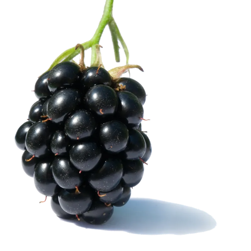 blackberry-.jpg