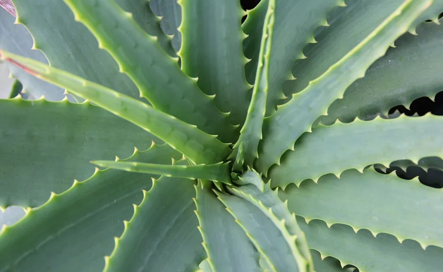 aloe vera.png