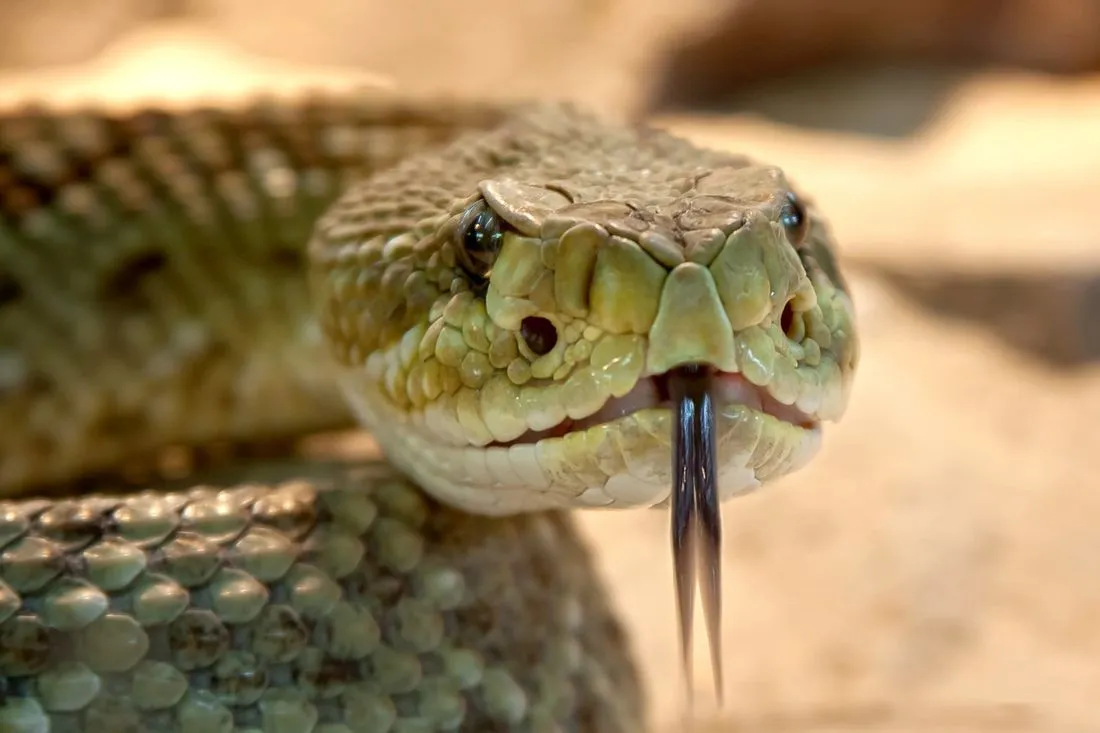 rattlesnake.jpg