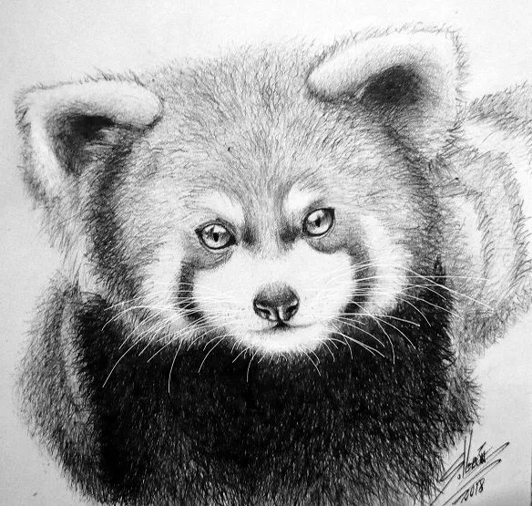 Red panda.jpg