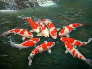 koi-300x225.jpg