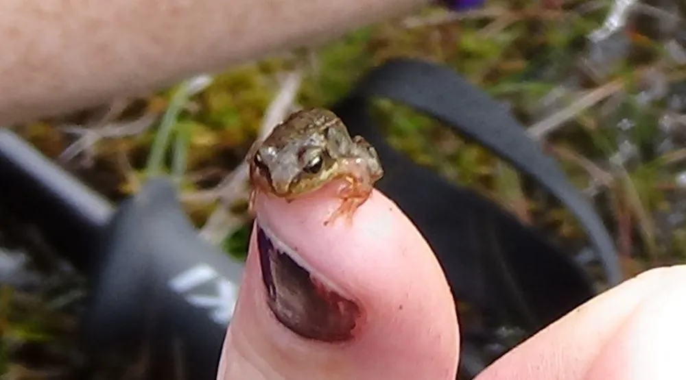 Tiny frog.jpg