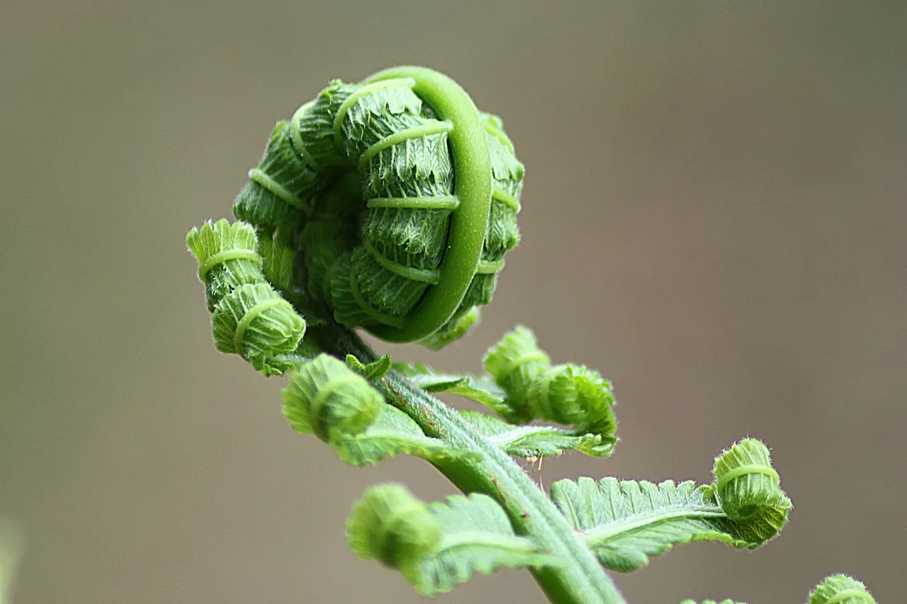 fern-178702.jpg