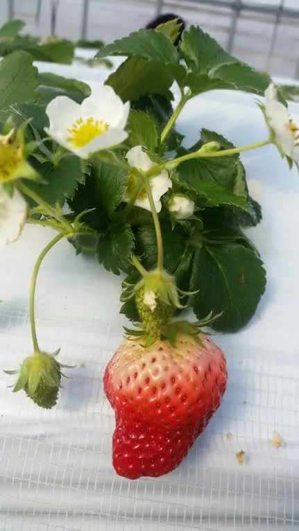 strawberry1.jpg