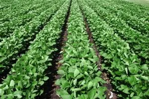 soy field.jpg