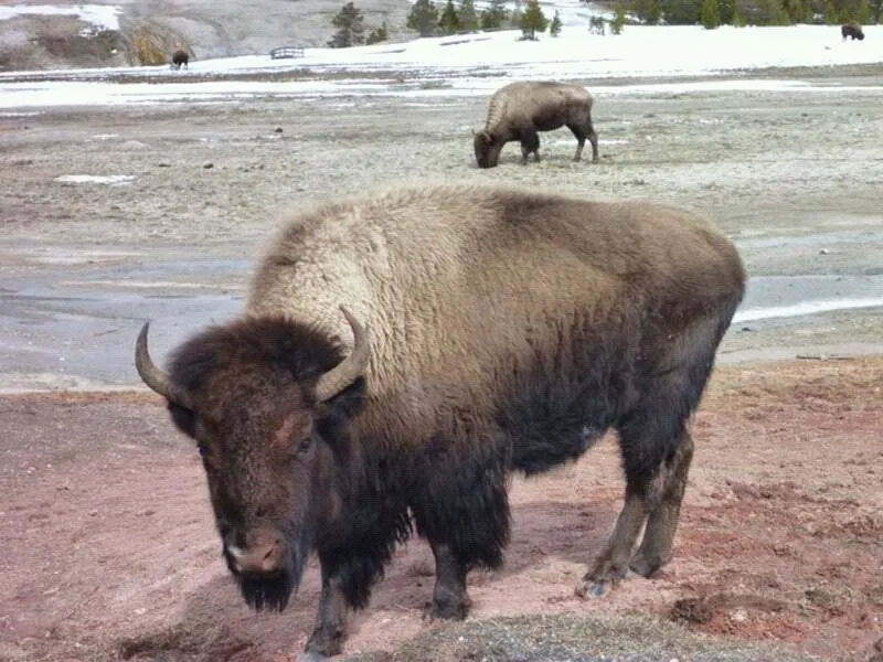 Yellowstone.jpg