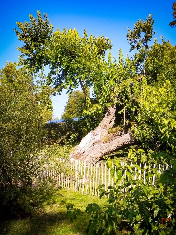 Tree with Fence