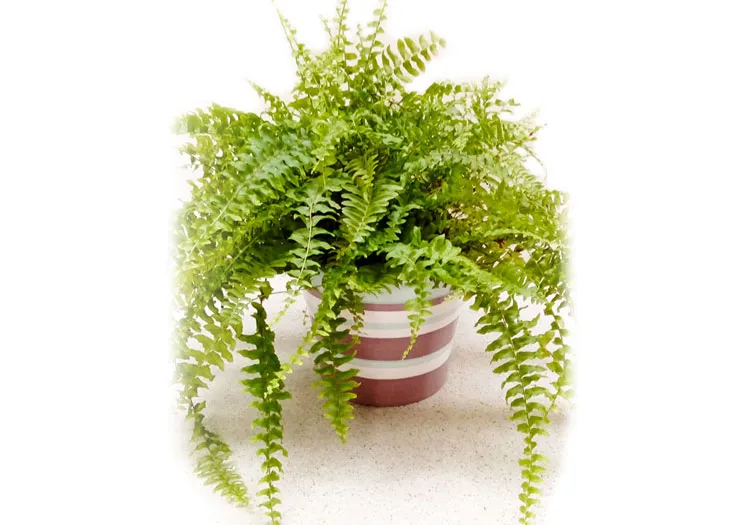 Boston-Fern.jpg