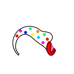 down body.png