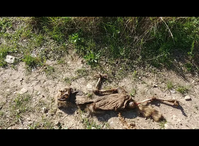 deadraccoon.png
