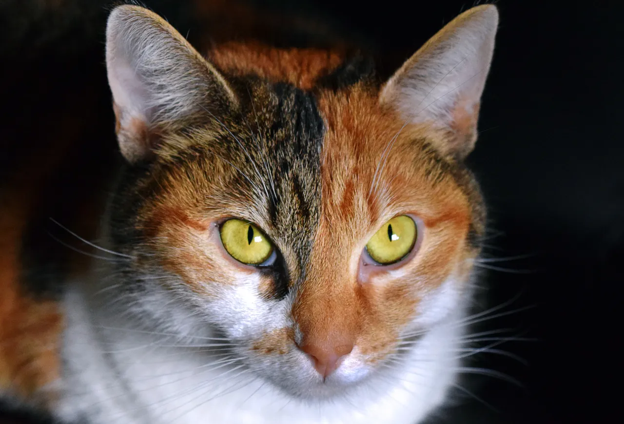 cat-2665370.jpg