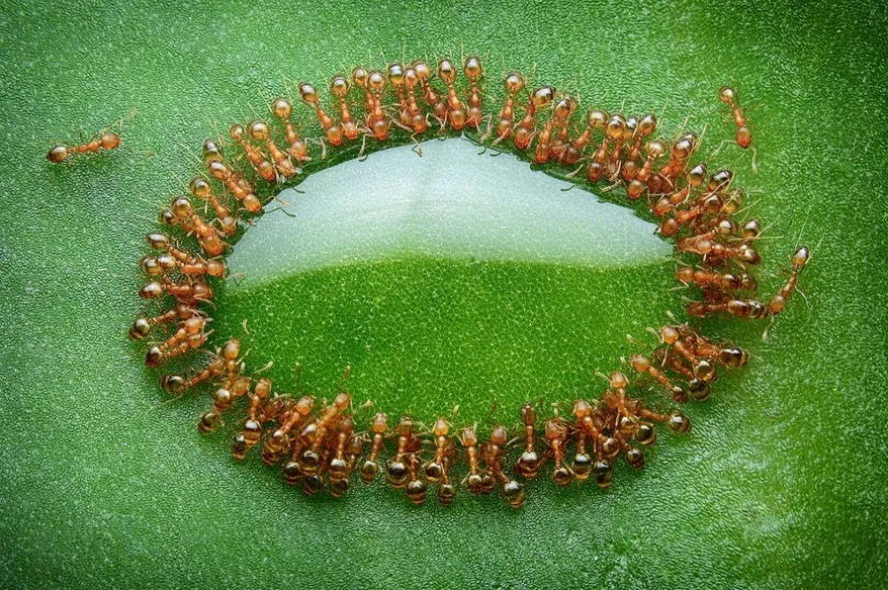 Tiny ants.jpg