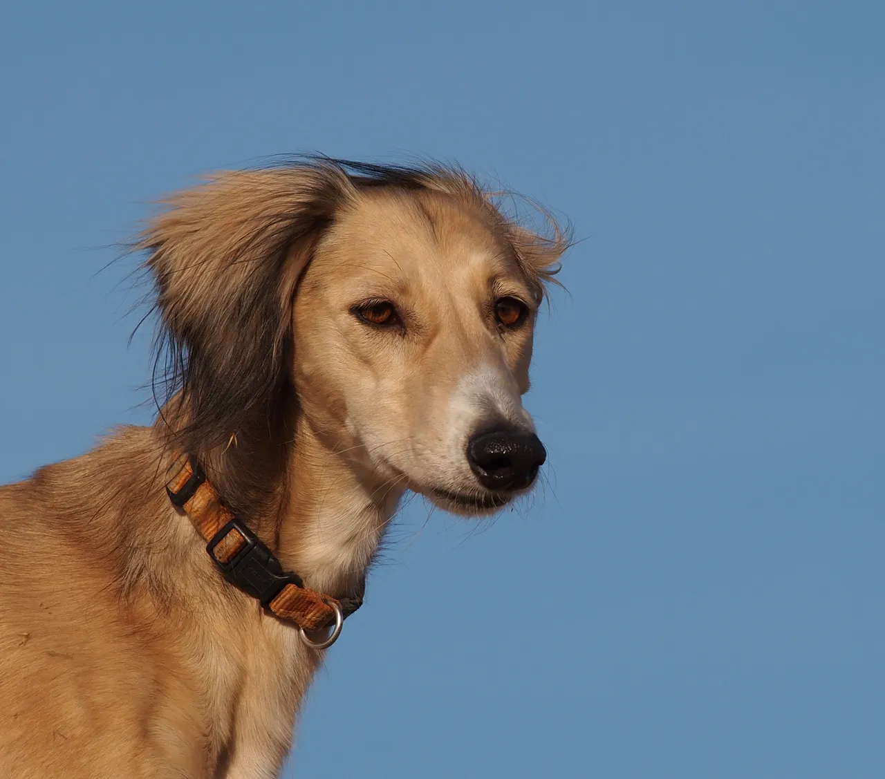 saluki_0002.jpg