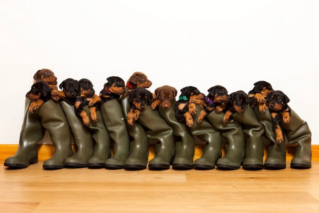 thirteen puppies
