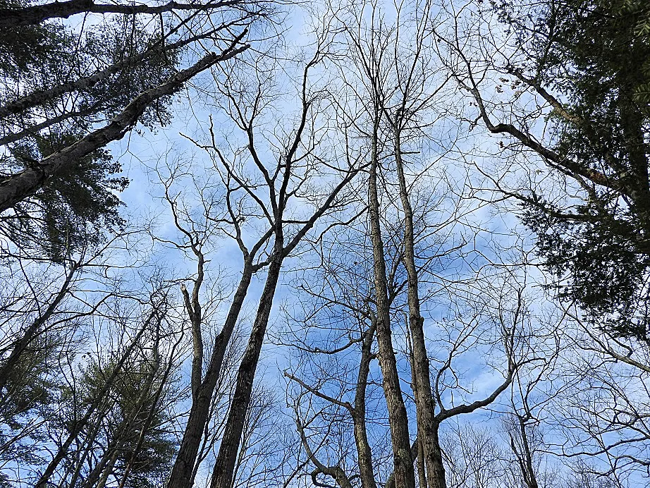 Wordless Wednesday Woods Walk