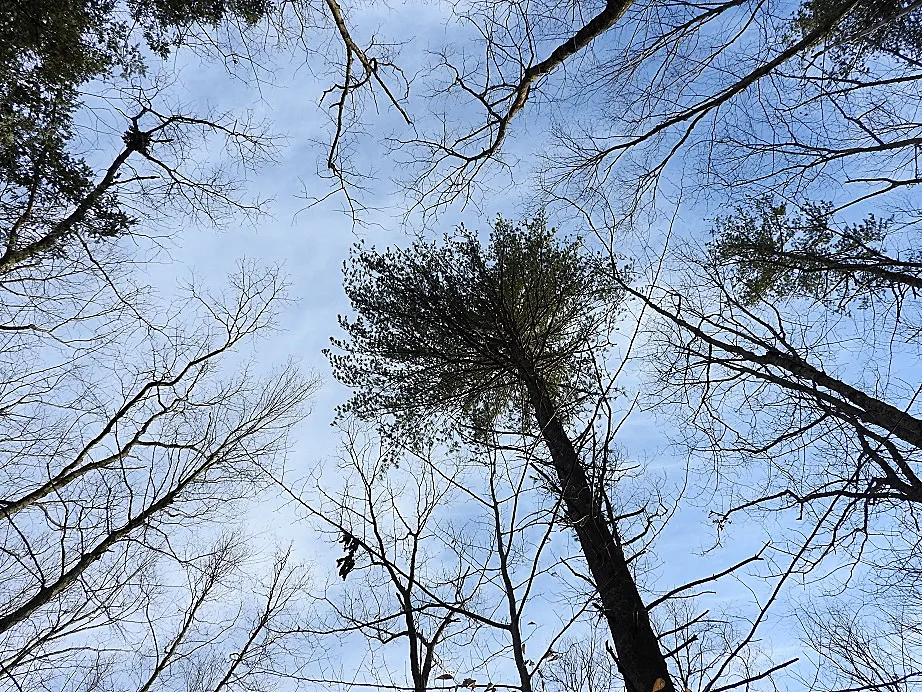 Wordless Wednesday Woods Walk