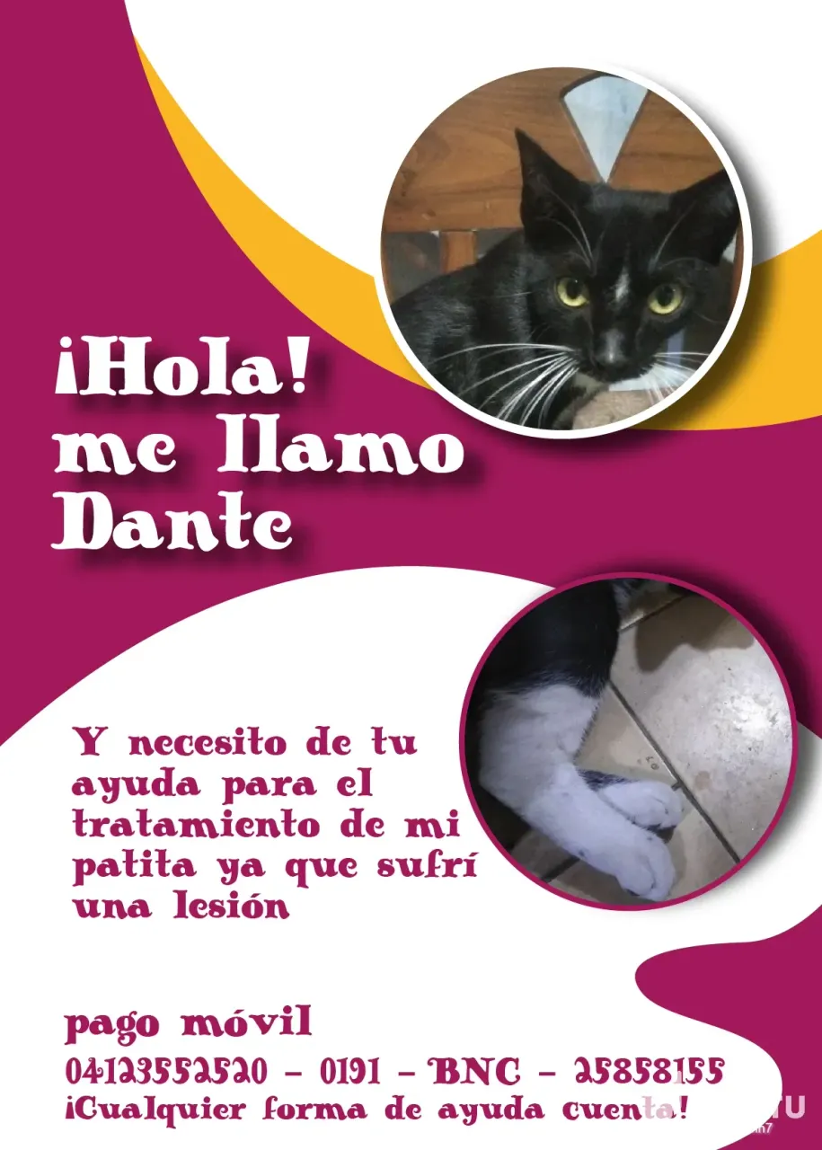 uPyBxQMXH7I6igqo_Dante_aydame_a_sanar_mi_piernita_Mesa_de_trabajo_1.webp