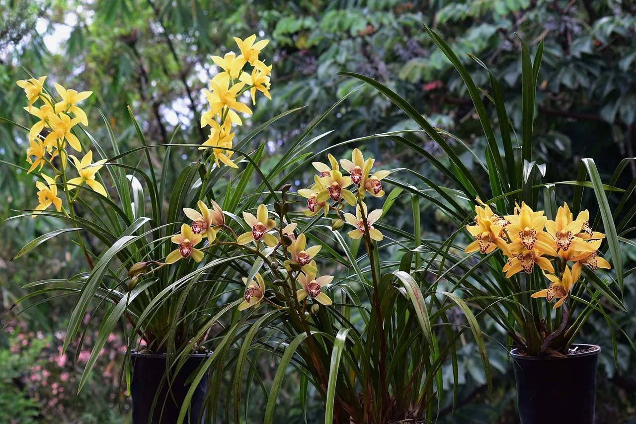 Today's Blooming Cymbidiums