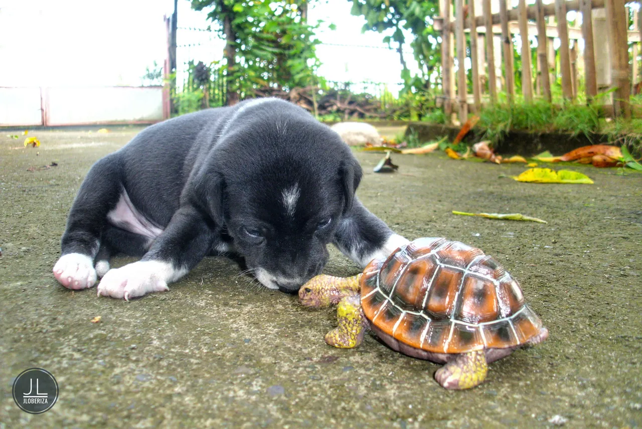 My pup King with Todd