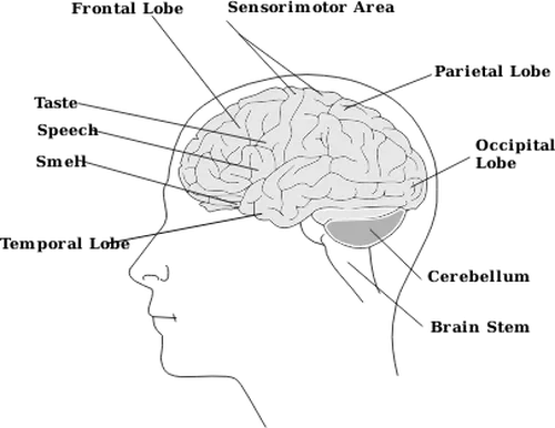 publicdomainvectors.org || https://publicdomainvectors.org/en/free-clipart/Vector-image-of-parts-of-human-brain-diagram/21878.html