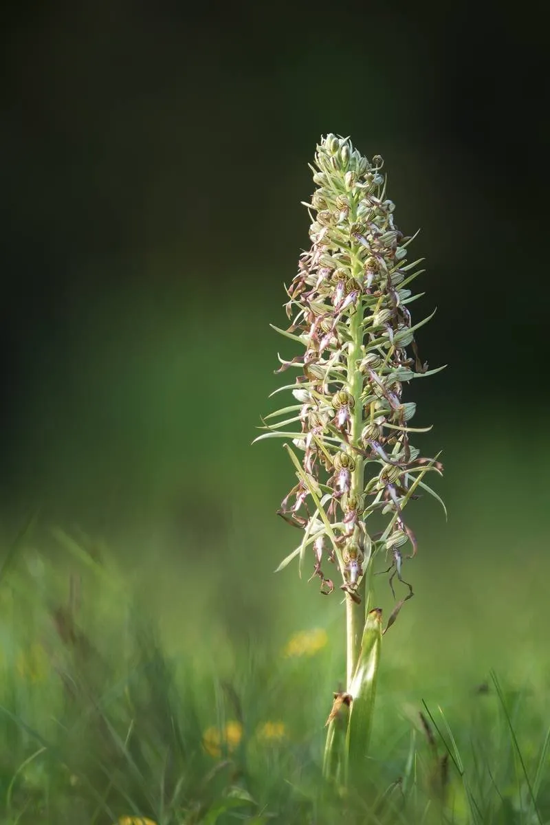 Bocks-Riemenzunge (Himantoglossum hircinum)_2053-BF.jpg