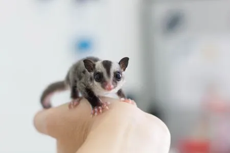 Sugar-glider-GettyImages-514744702-58cade423df78c3c4fdf6cbc.jpg