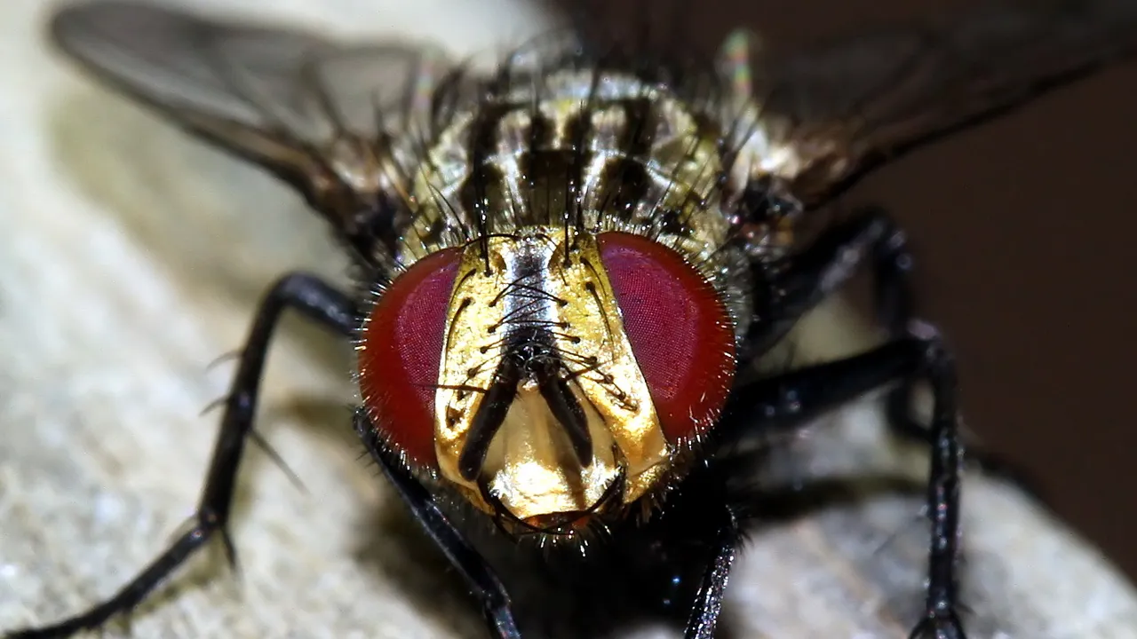 Insects Diptera Tachinidae MV BY Tas 2018-03-07.jpg