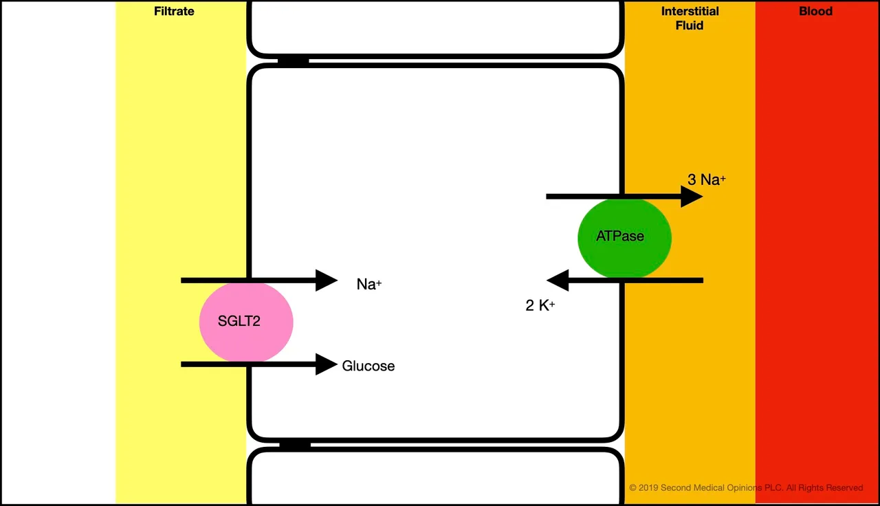 Picture Steemit Tubular Cell Sodium Transport 7.jpg