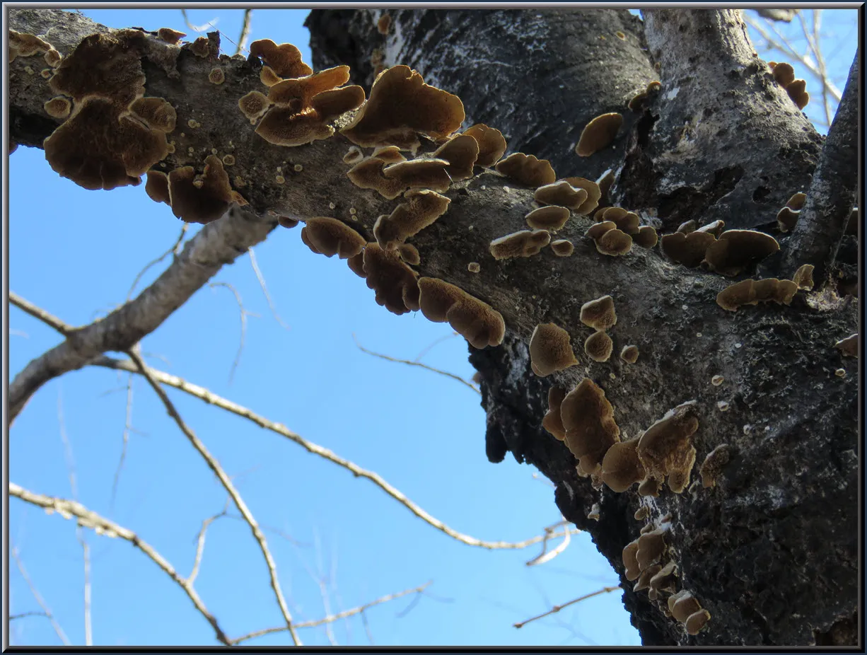 multitude of brown oyster shape fungi growth on branch of poplar tree.JPG