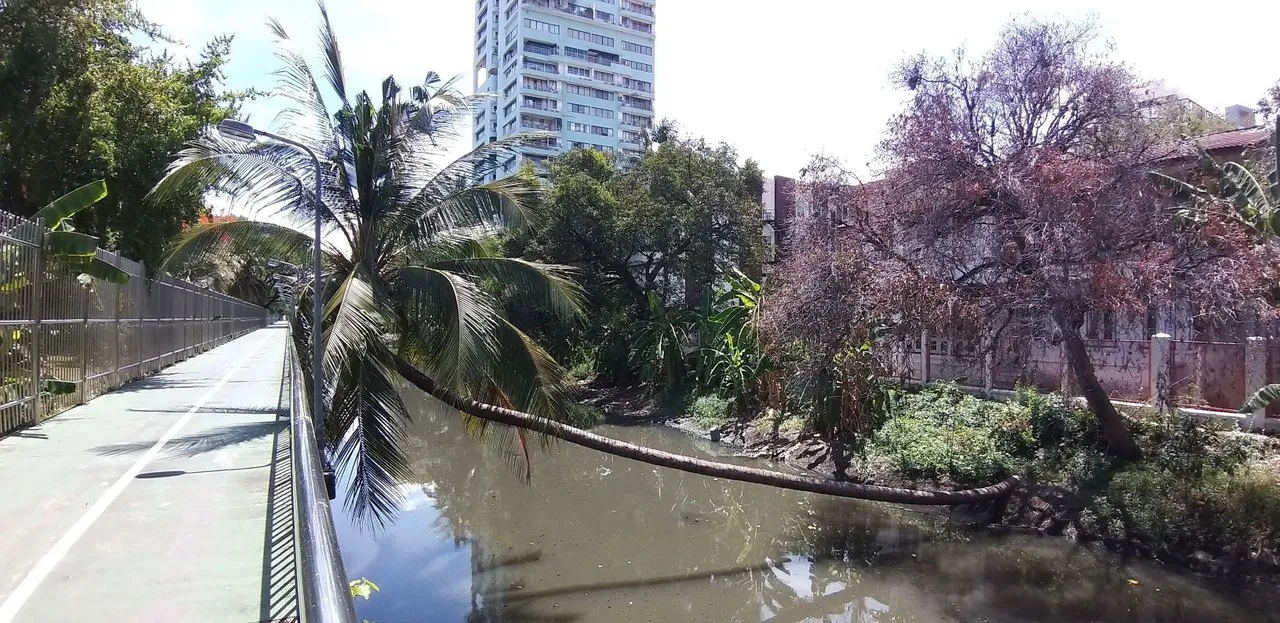 Bajemkik%20and%20Lumpini%20Park%20-%20S9%20-%20May%202020%20289.jpg