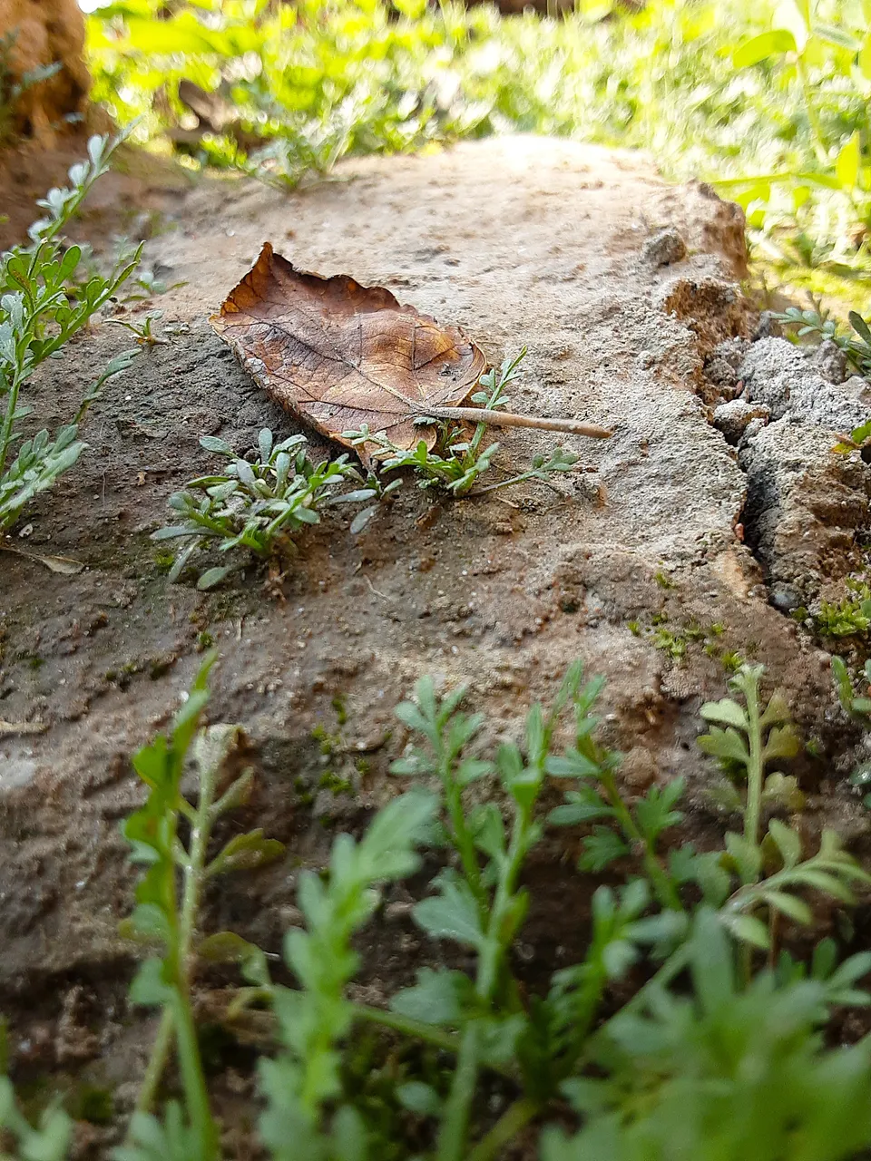 dried-leaf-near-tree-trumk-in-grassy-surrounding-20250120_135002.jpg