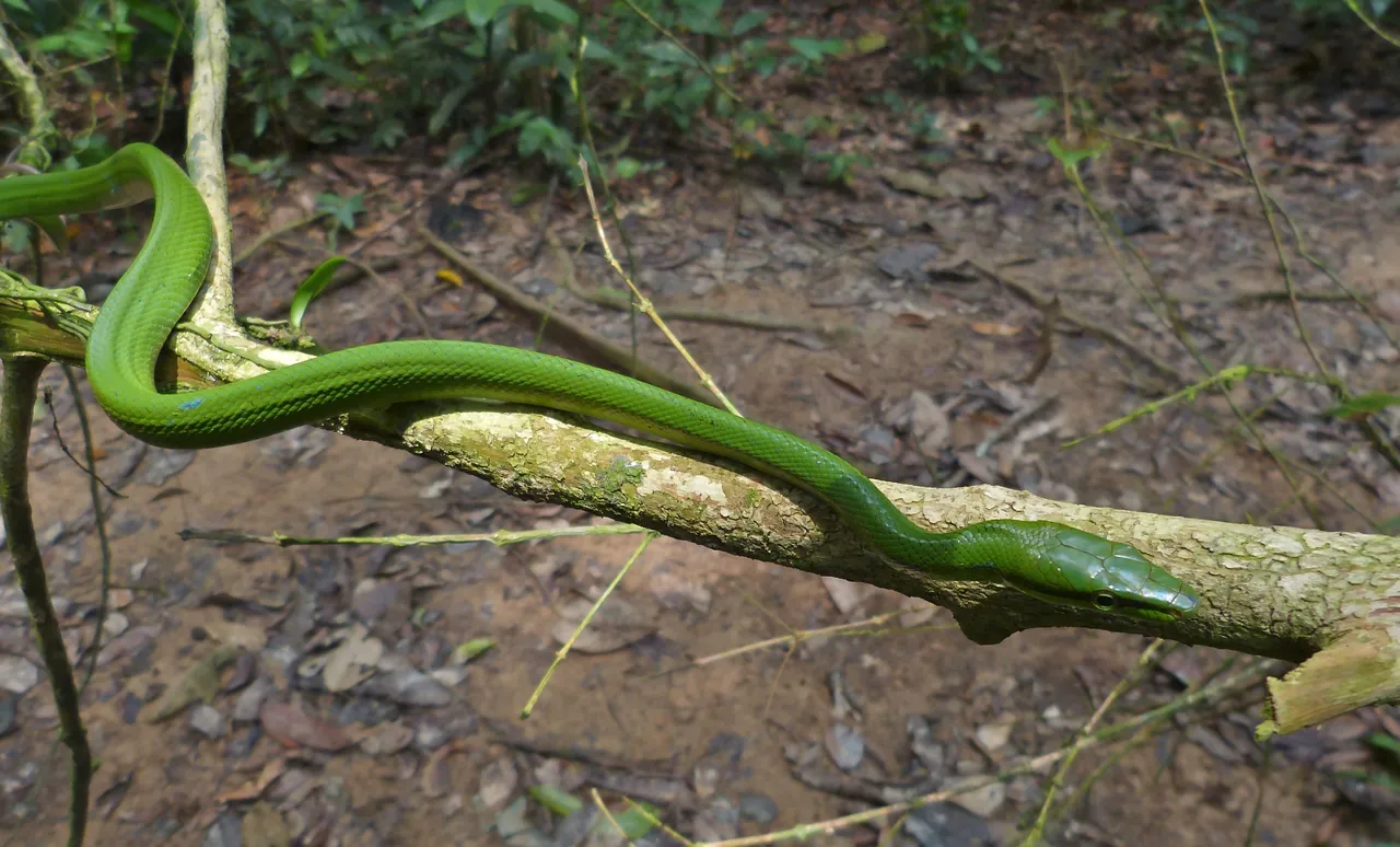 Red-tailed_Green_Rat_Snake_(Gonyosoma_oxycephalum)_(8725585653).jpg