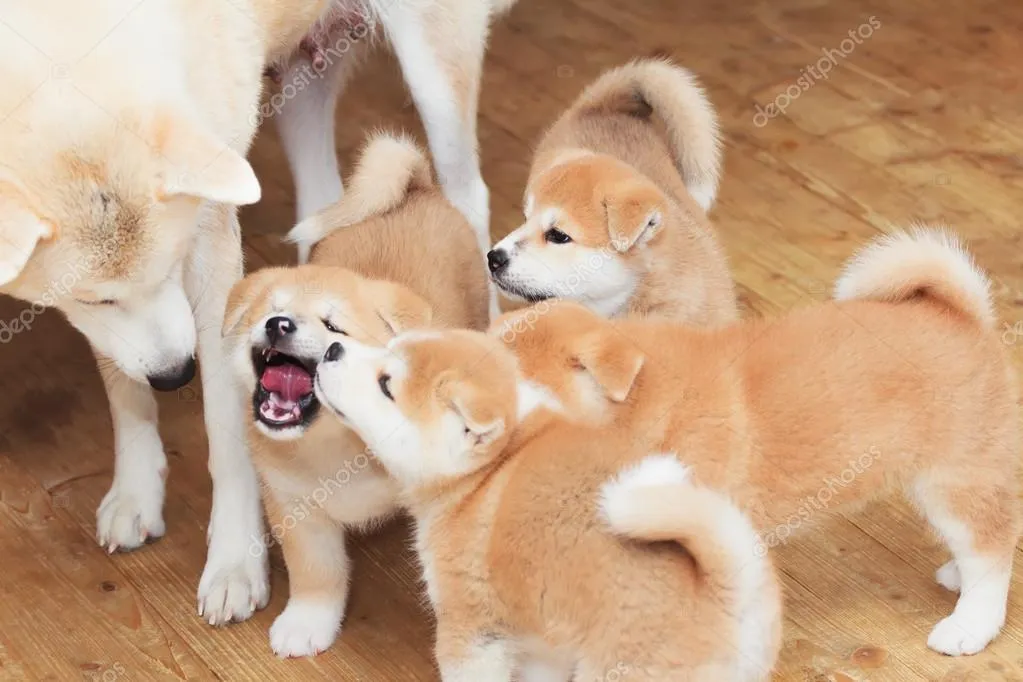 depositphotos_64497933-stock-photo-japanese-akita-inu-breed-dog.jpg