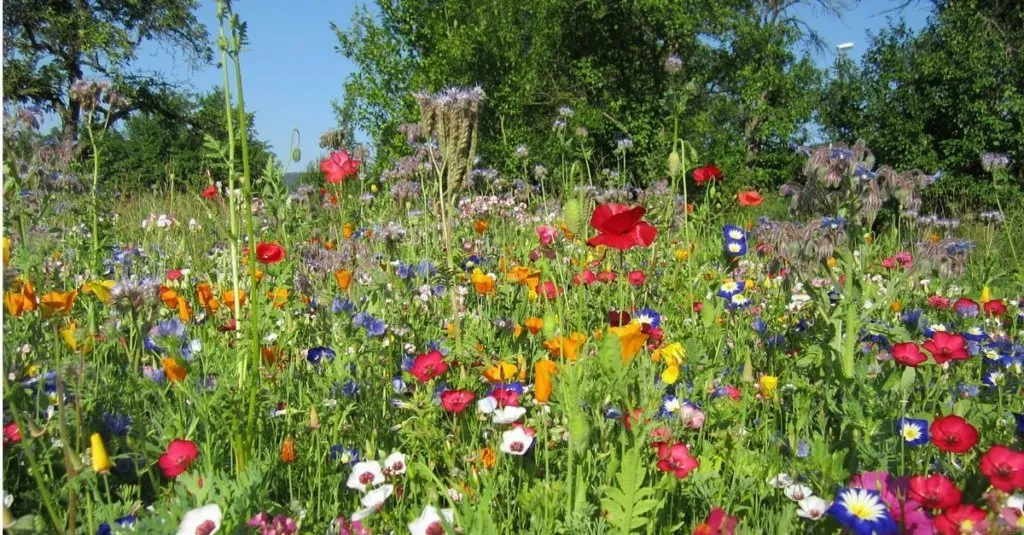 Einjährige-Blumenwiese-im-Biogarten-Füllhorn-1024x535.jpg