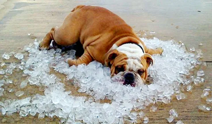 5-tips-on-how-to-keep-your-dog-cool-in-summer-cooling-equipment.jpg