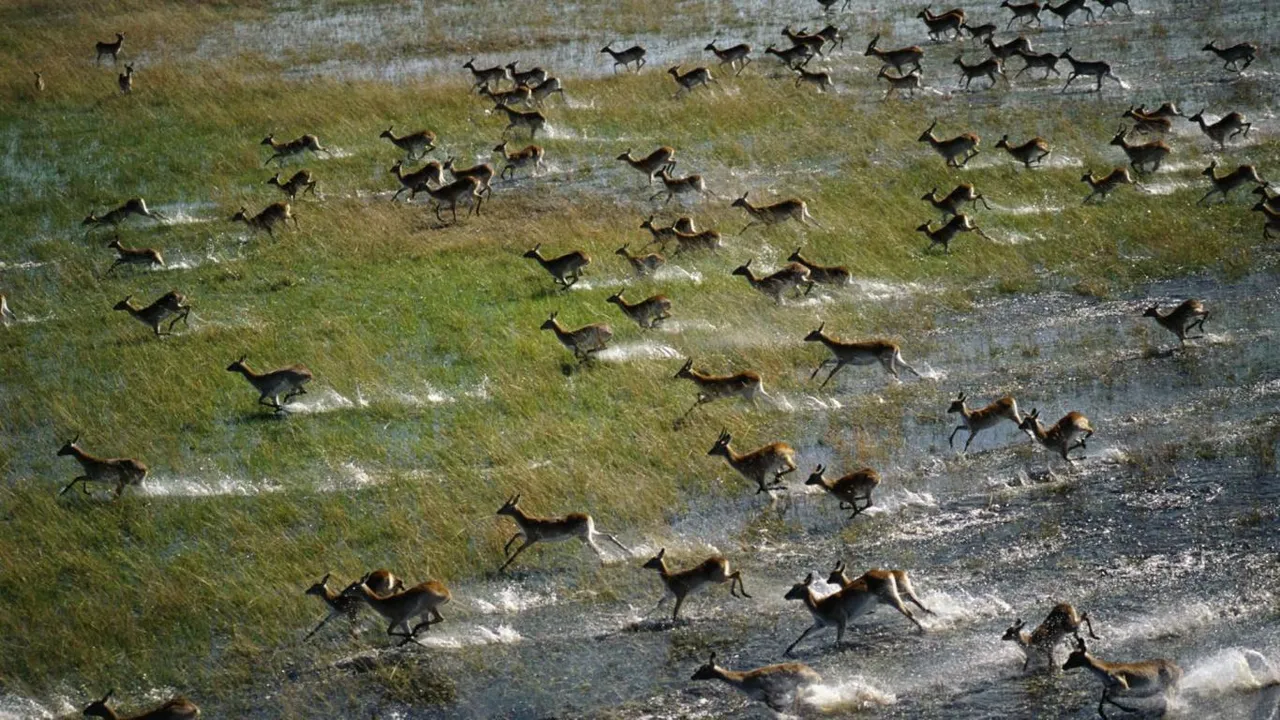 zebra-okavango-delta-botswana-landscape-nature-hd-city-229603-1.jpg