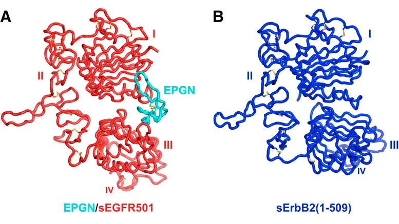 New-Discovery-Indicates-Potential-for-New-Types-of-Cancer-Drugs.jpg