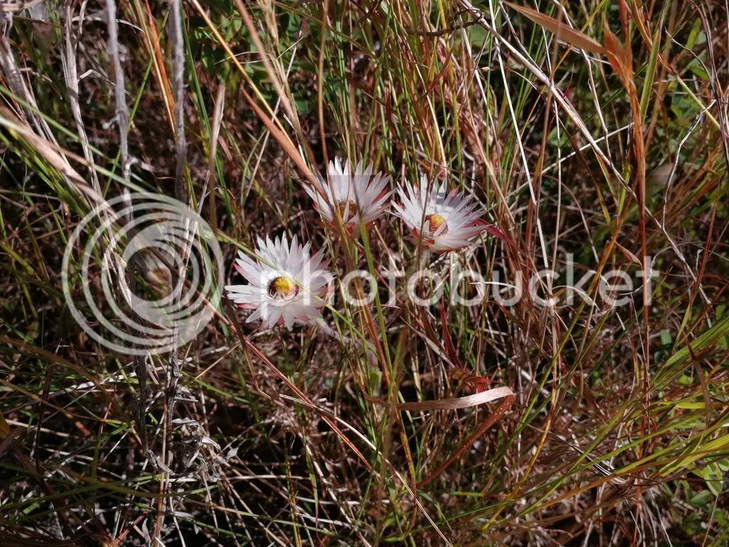 daisies