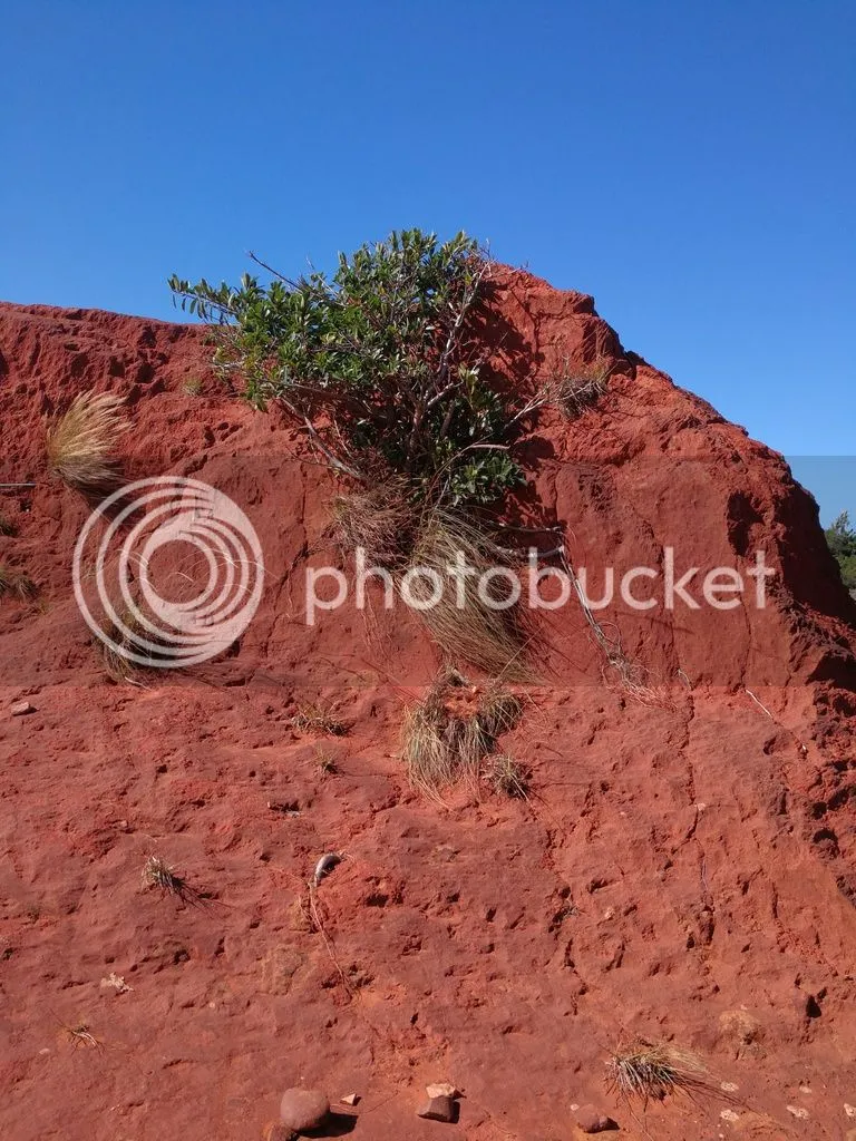 bush growing in rock